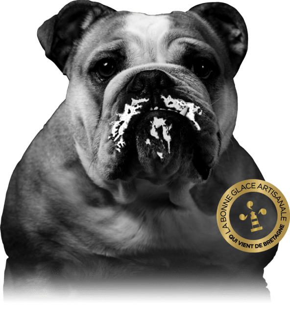 Chien Moustache La Bonne Glace Artisanale qui vient de bretagne